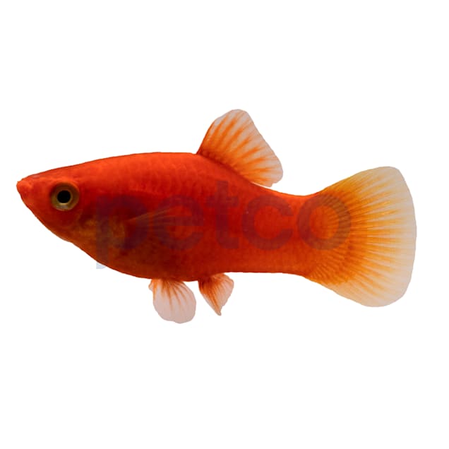 Petco live 2025 fish food
