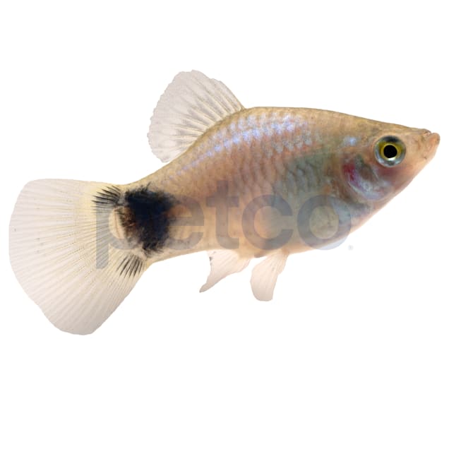 Petco special order fish top
