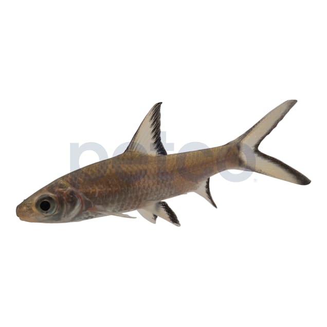 Bala Sharks for Sale Order Bala Sharks Online Petco