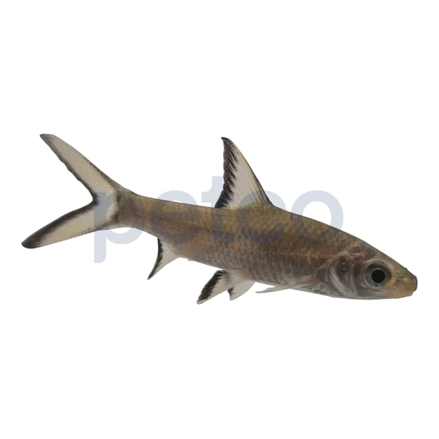 Bala Shark