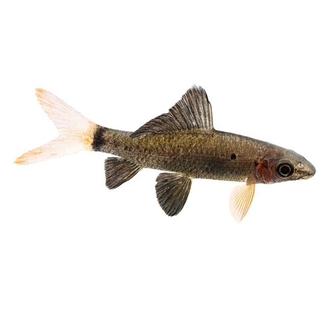 Tropical red tail shark deals