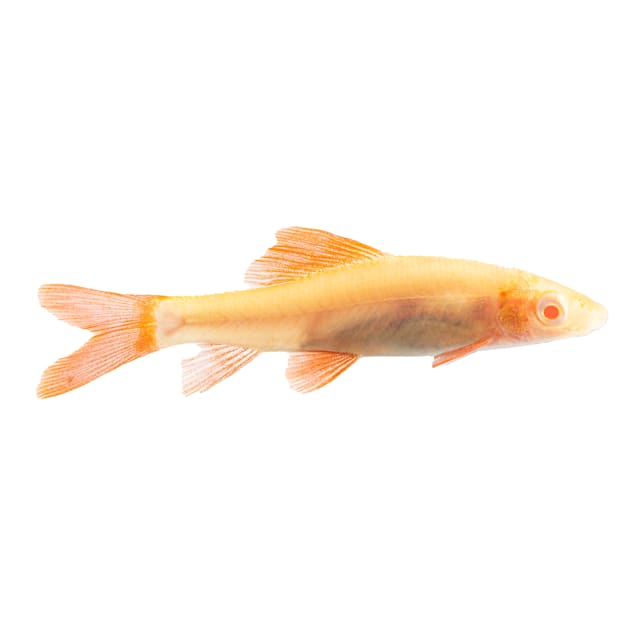 Shark fish for sale deals
