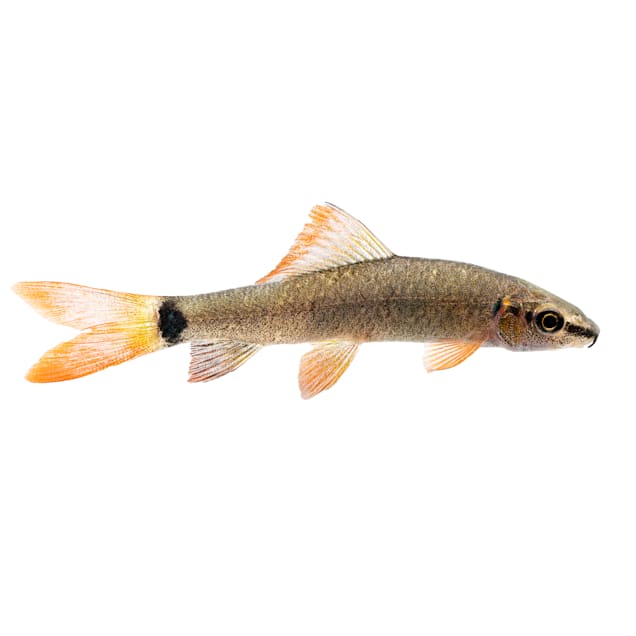 Petco rainbow shrimp sales