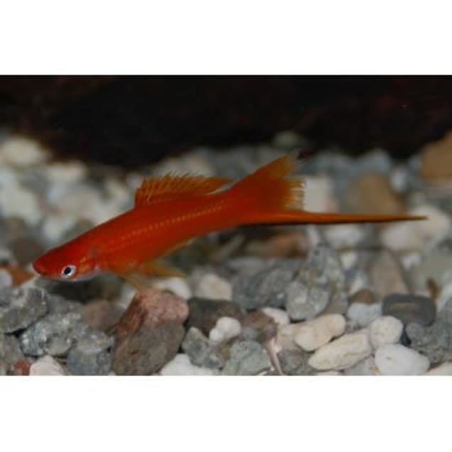 Red Swordtail Fish for Sale Order Online Petco