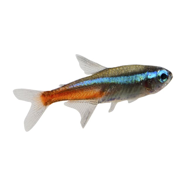 Buy tetra fish online sales