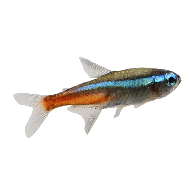 Neon Tetras for Sale: Order Neon Tetras Online