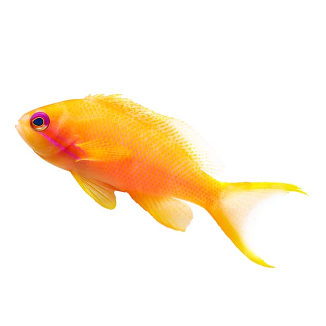 Female Lyretail Anthias For Sale Order Online Petco