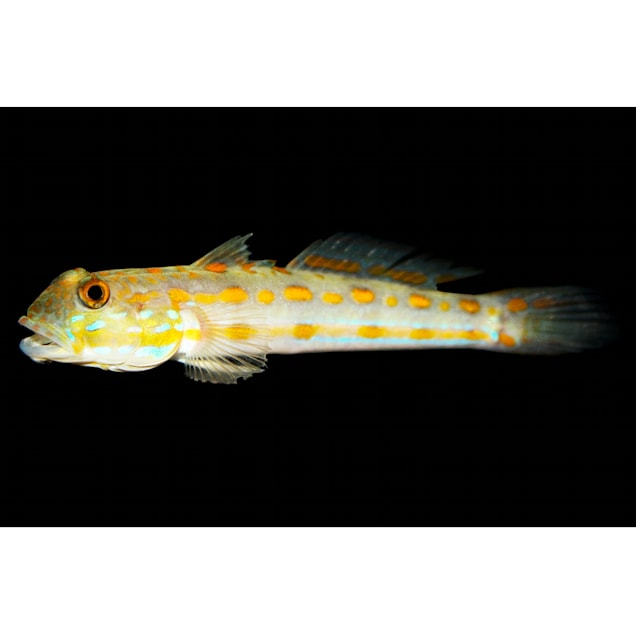 Diamond Goby For Sale Order Online Petco