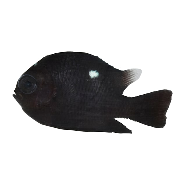 Domino Damselfish For Sale Order Online Petco