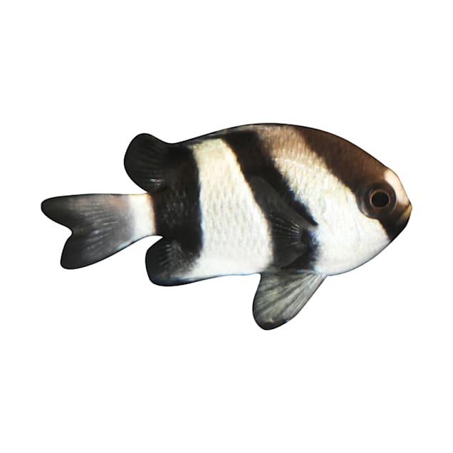 Three Striped Damsel Fish For Sale Petco