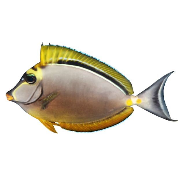 Blonde Naso Tang Surgeon Fish For Sale Order Online Petco