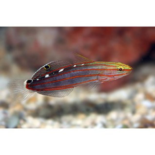 Rainford Goby For Sale Order Online Petco