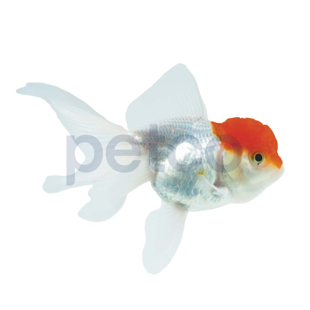 Red Cap Oranda Goldfish (Carassius auratus) - Small - Carousel image #1