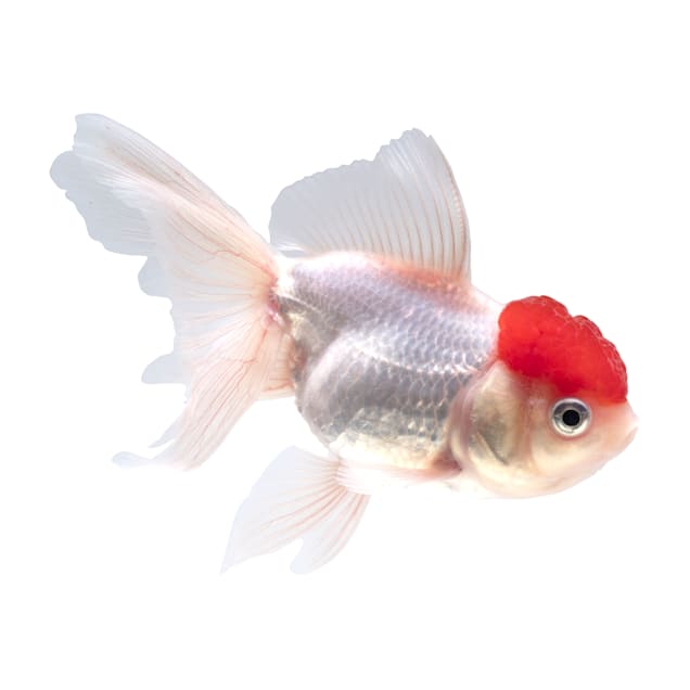 Red Cap Oranda Goldfish For Sale - Large