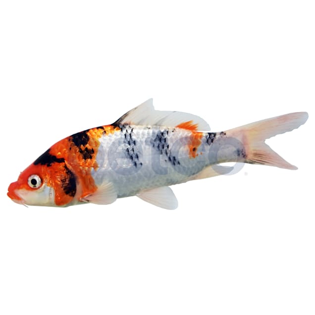 Petsmart koi food sales