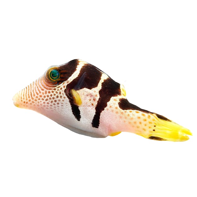 Valentini Puffer Fish For Sale Order Online Petco