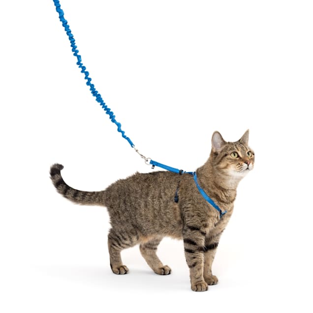 Maybe mama should just bring this toy for leash training. I am