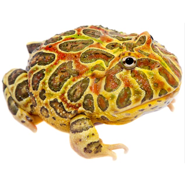 Orange top pacman frog