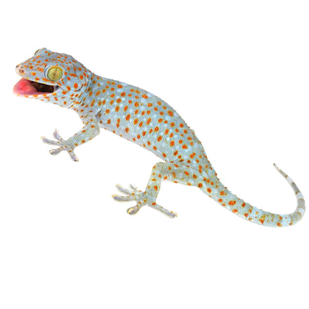 Tokay gecko price deals at petco