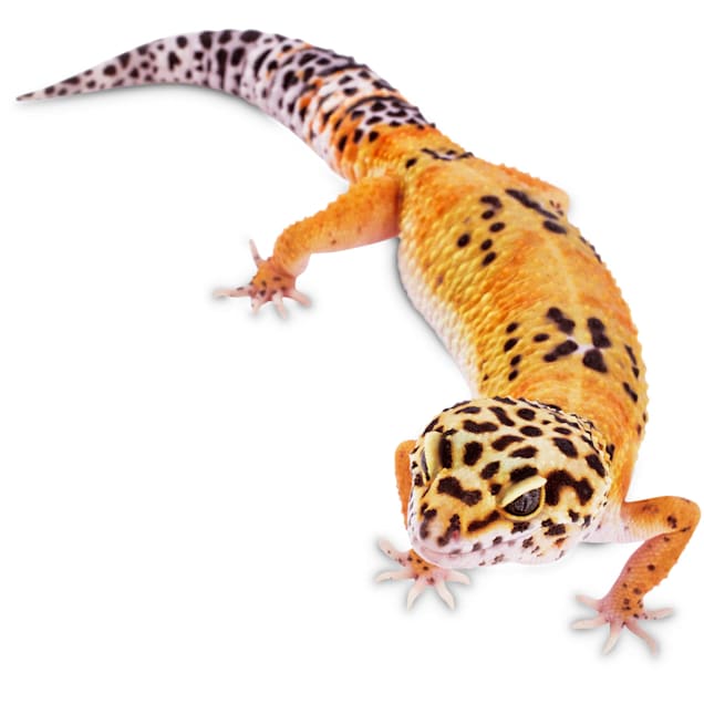 Leopard Gecko (Eublepharis macularius)