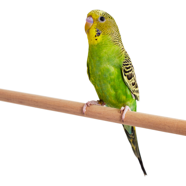 Green Parakeets For Sale Melopsittacus Undulatus Petco