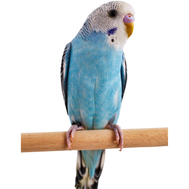 Blue Parakeet (Melopsittacus undulatus)