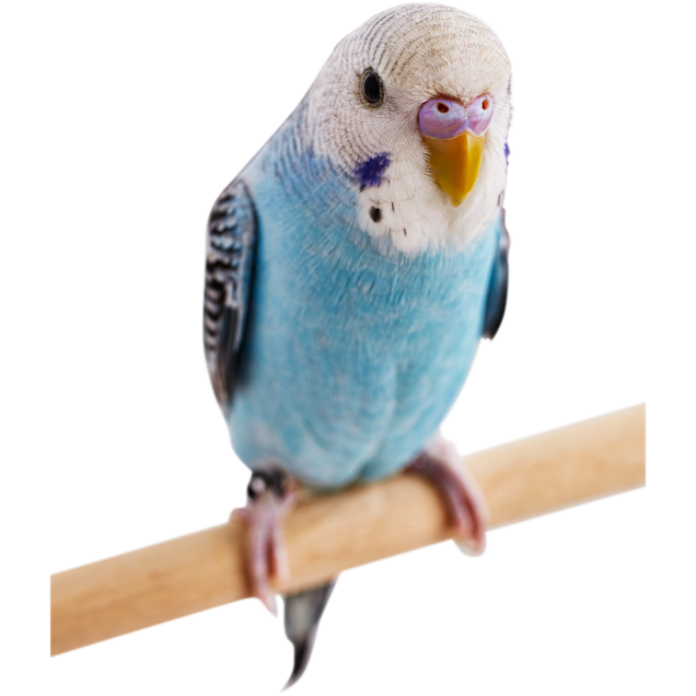 Petco parrot price clearance