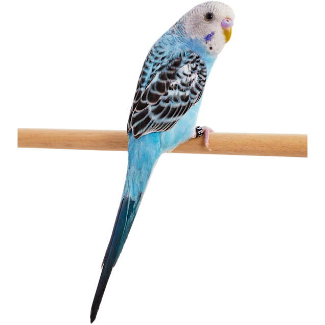 Blue Parakeet (Melopsittacus undulatus)