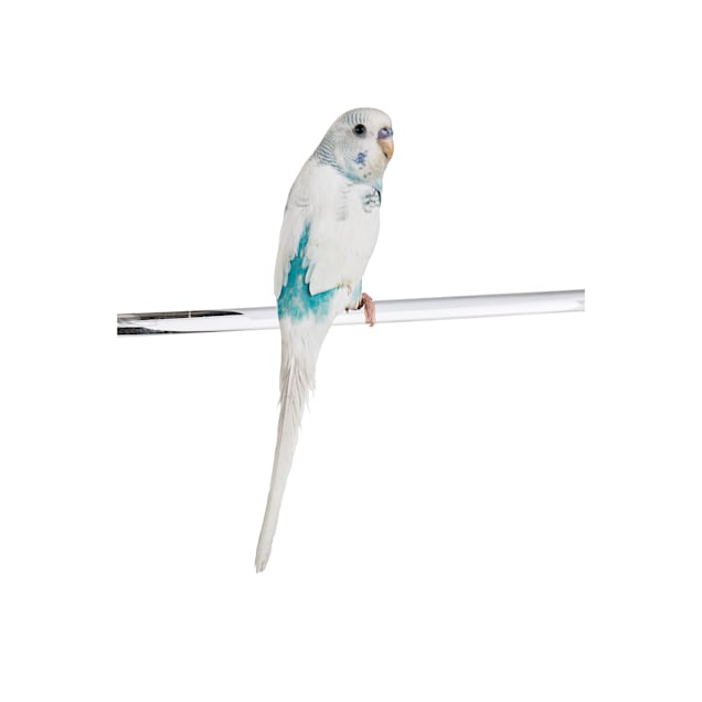 Parakeets price clearance