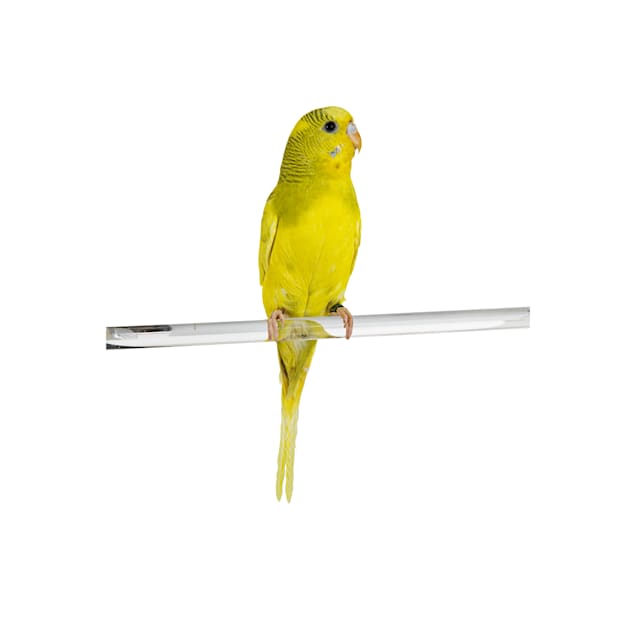Petco canaries new arrivals