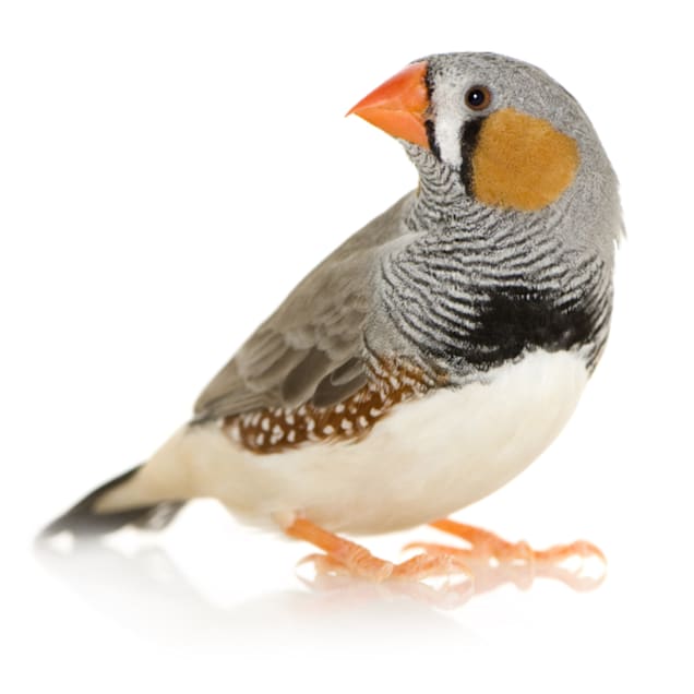 Zebra best sale finch toys
