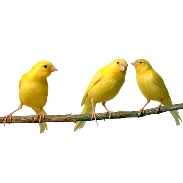 Pet shops that sell canaries near me cheap
