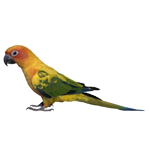 Parakeets for sale at shop petco