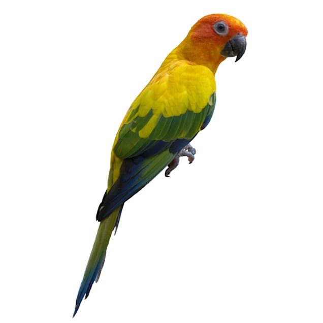 Sun Conure (Aratinga solstitialis)
