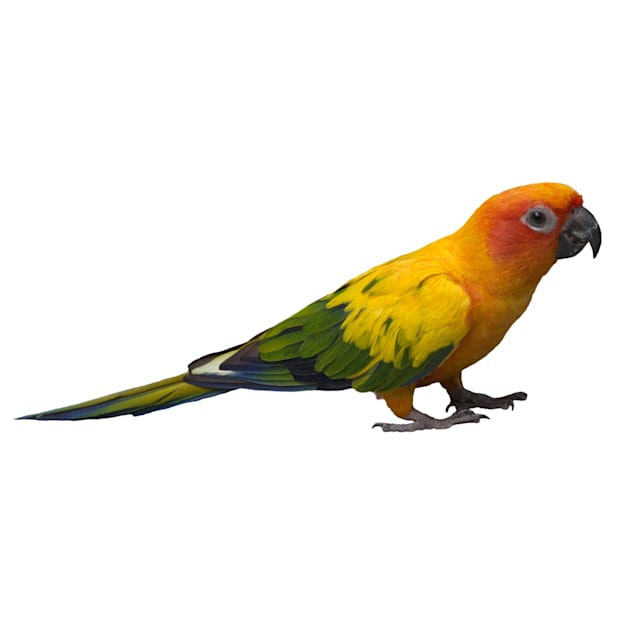 Sun Conure (Aratinga solstitialis)