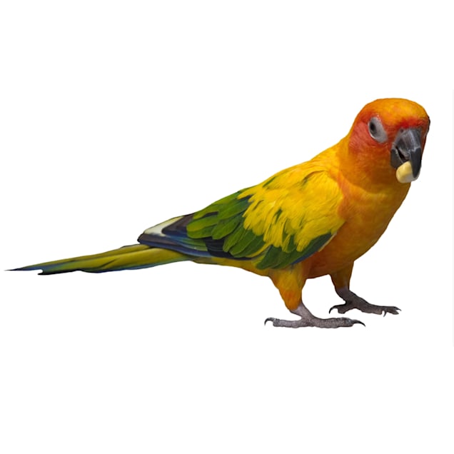 Sun Conure (Aratinga solstitialis)