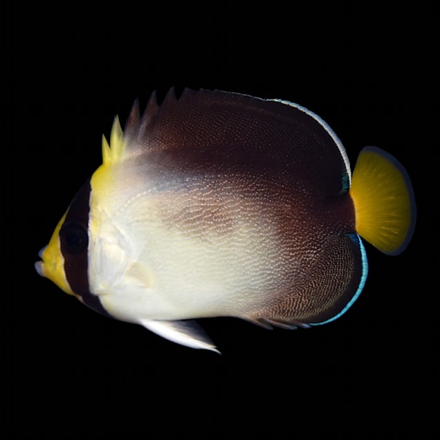 Singapore Angel Fish For Sale Order Online Petco