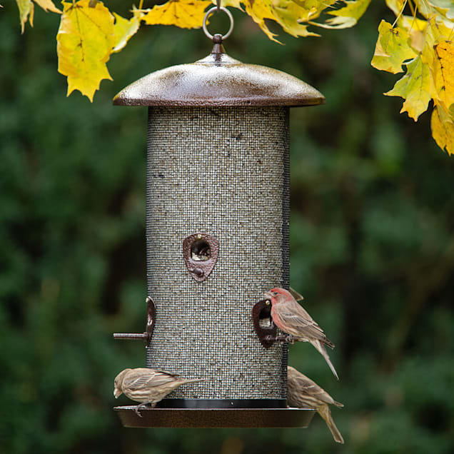 Look At Your Feathered Friends Up Close And Window bird-feeder with durable suction cups, feed and water tray, outdoor birdfeeders for wild birds, hummingbird, finch and cardinal Personal With The Krick View Window Tray Bird Feeder