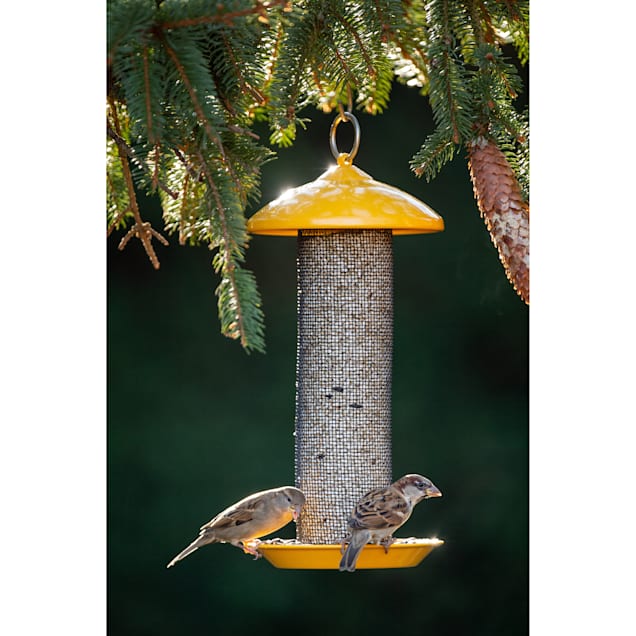 Petco top bird feeders