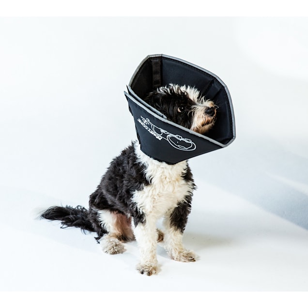 All Four Paws Comfy Cone Black Soft e Collar with Removable Stays