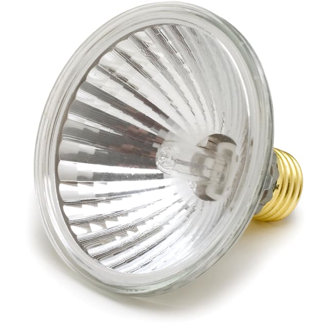 Turtle lamps petco top