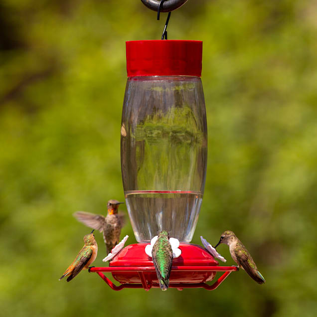 Petco bird feeders top