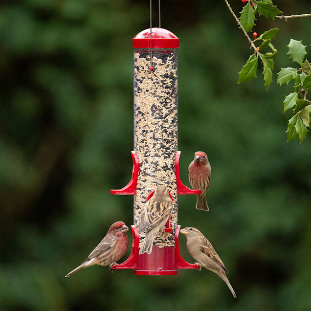 Petco bird feeders best sale