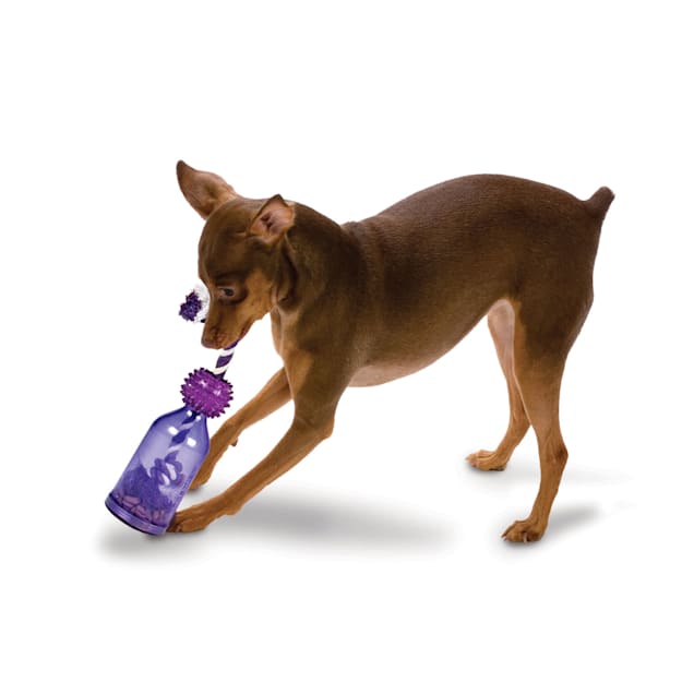 PetSafe Busy Buddy Tug a jug Dog Treat Dispensing Toy Petco