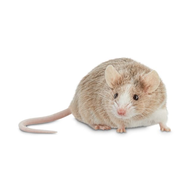 Trapped Mouse Alive Stock Photo Stock Photo - Download Image Now