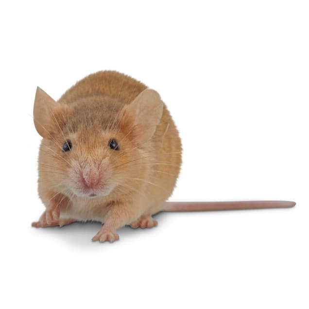 Mouse (Mus musculus)