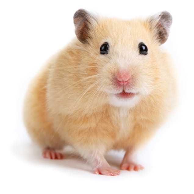 Hamster selling clearance pet shops