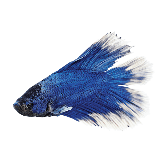 Petco special order fish top