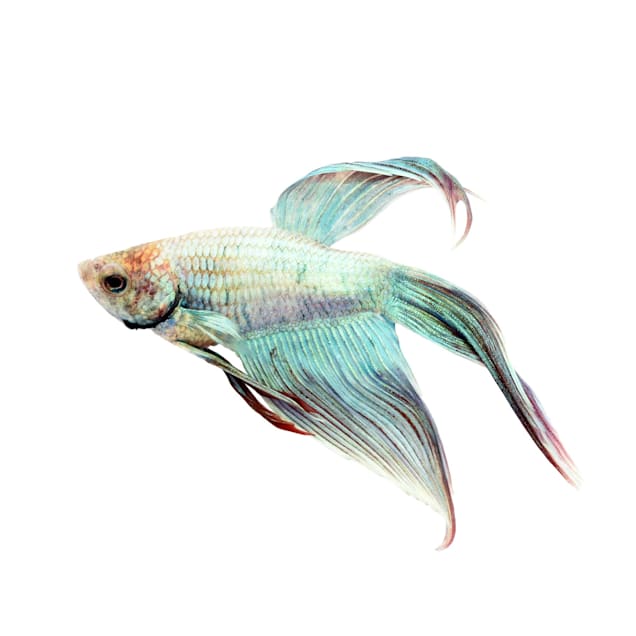 Veiltail betta male food clearance