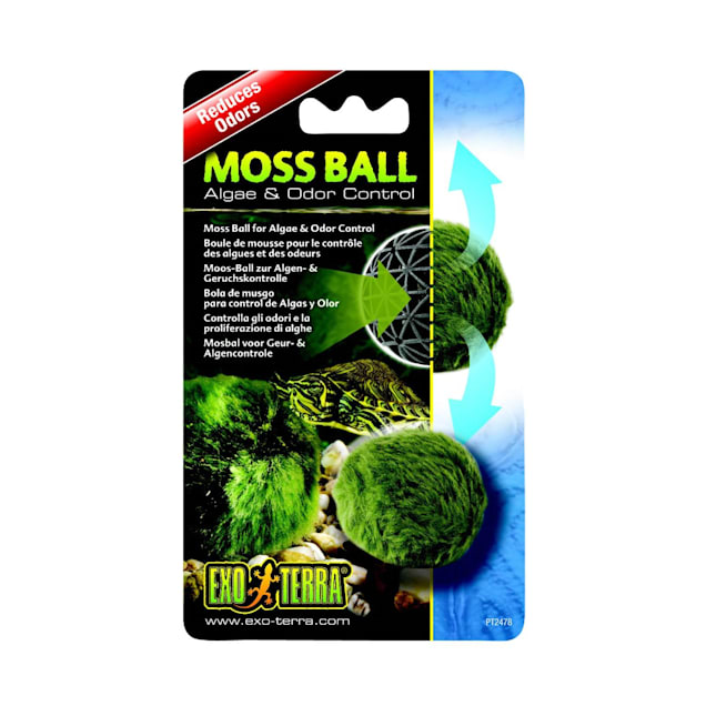 Live Marimo Moss Ball